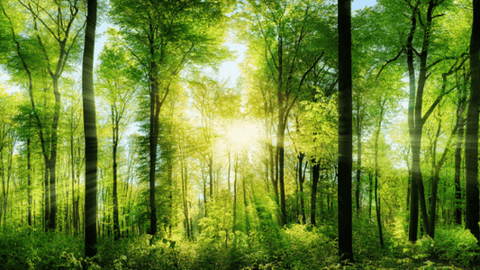picture of woodland forest