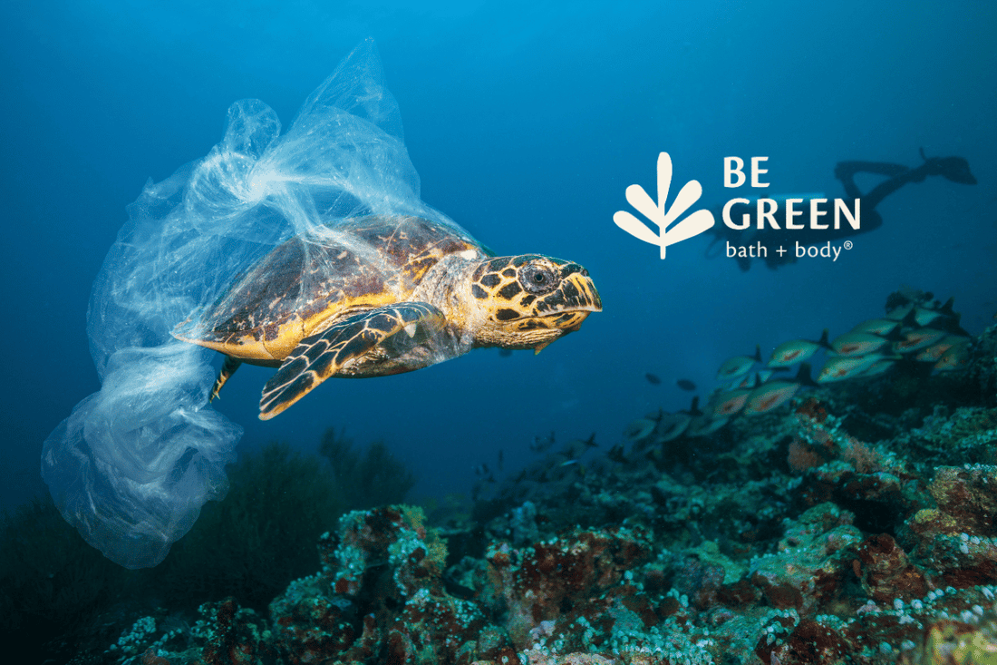 Turtle with plastic bag
