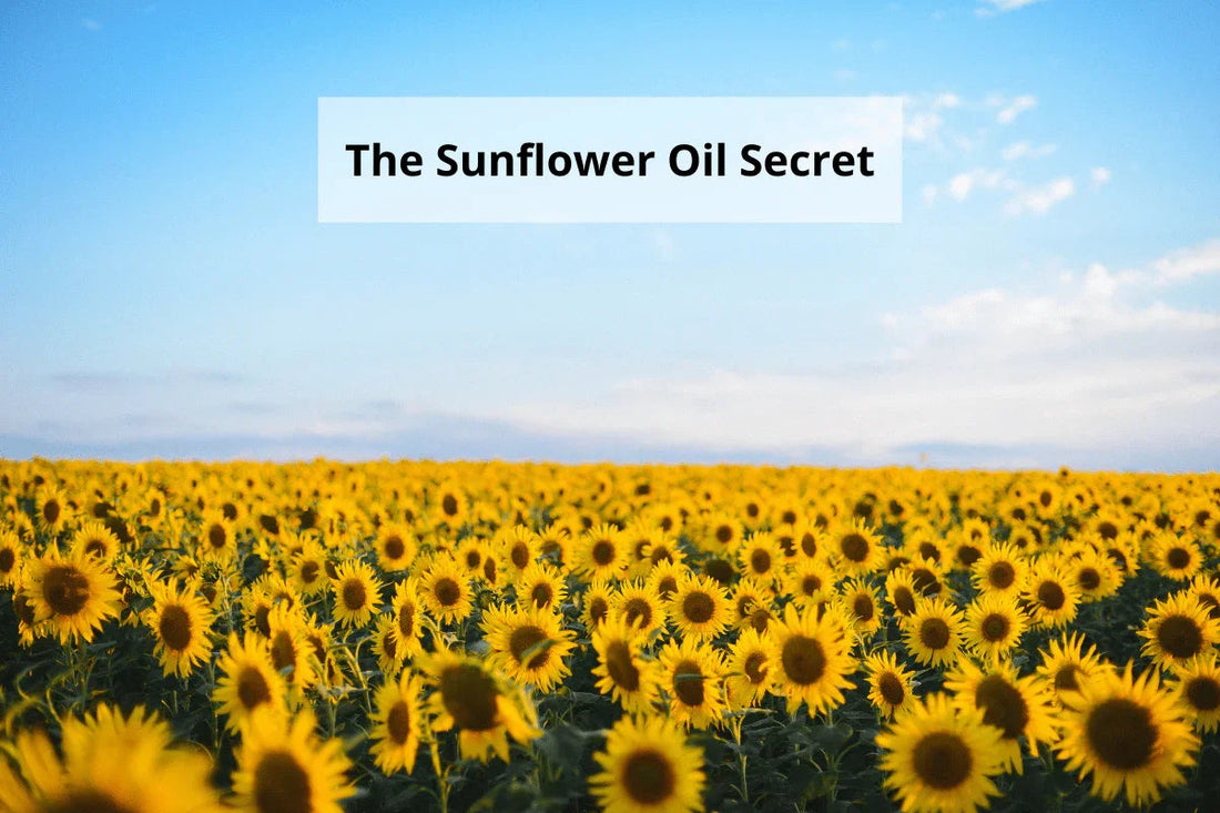 Picture of sunflowers in a field.  Reasons why you should use skincare with Sunflower oil 