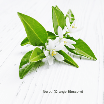 Neroli Hydrosol made from orange blossoms