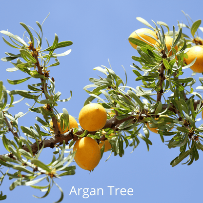 Argan Nuts on tree branch