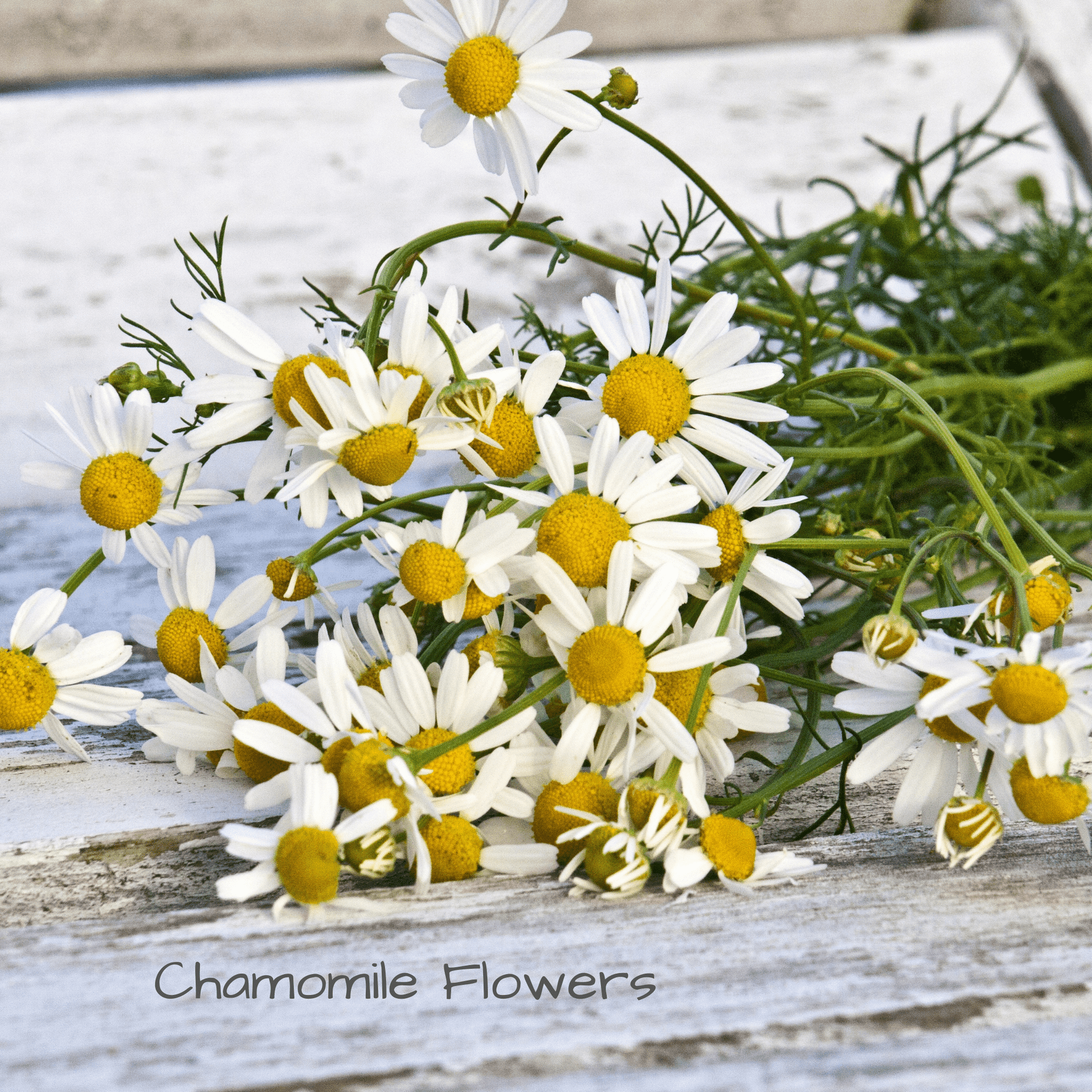 Chamomile flowers in Be Green Bath and Body Baby &  Sensitive Skin Balm 