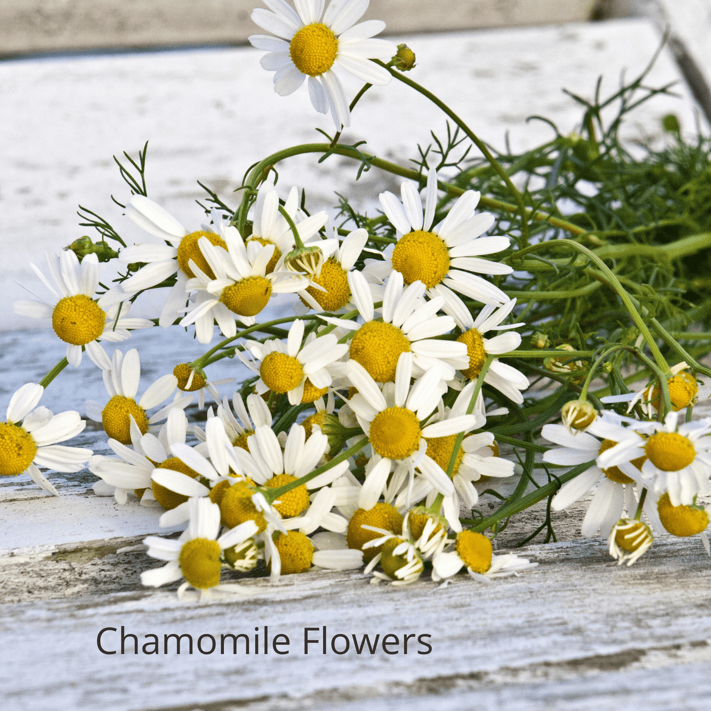 chamomile flowers  in Be Green Bath and Body Baby Powder