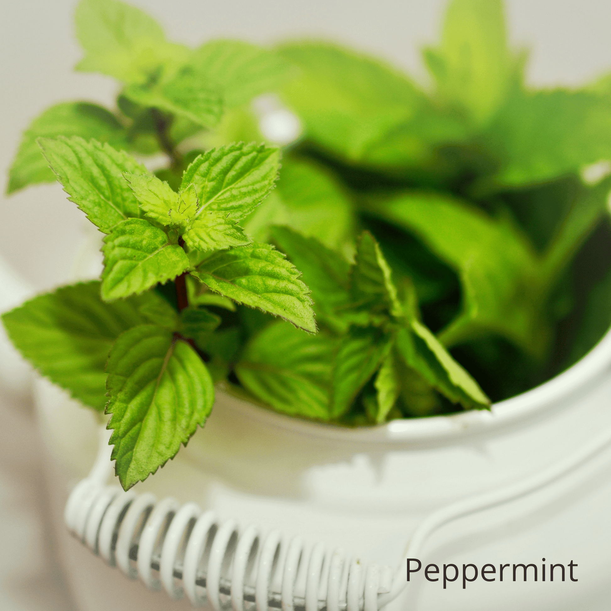 Be Green Bath and Body Deodorant contains peppermint oil